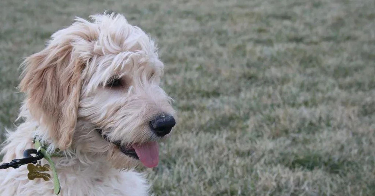 Abandoned by his owner on the island, the dog's actions made netizens look on with sadness, demanding changes in the law