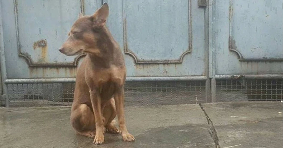 The dog waited for his owner in an abandoned place for 2 years regardless of rain or shine
