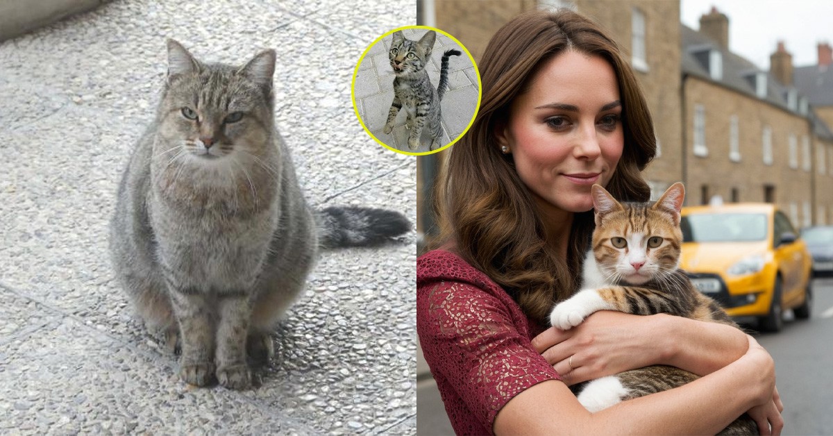 In a touching story, the unfortunate and hungry cat was helped by Princess Catherine, making fans cry